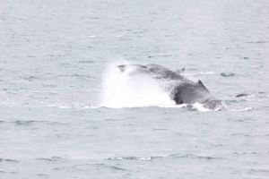 AlaskaCruiseDay1-9432