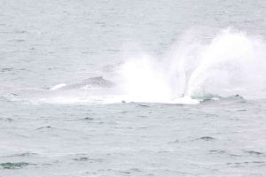 AlaskaCruiseDay1-9435