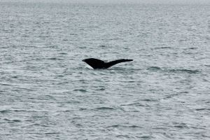 AlaskaCruiseDay1-9531